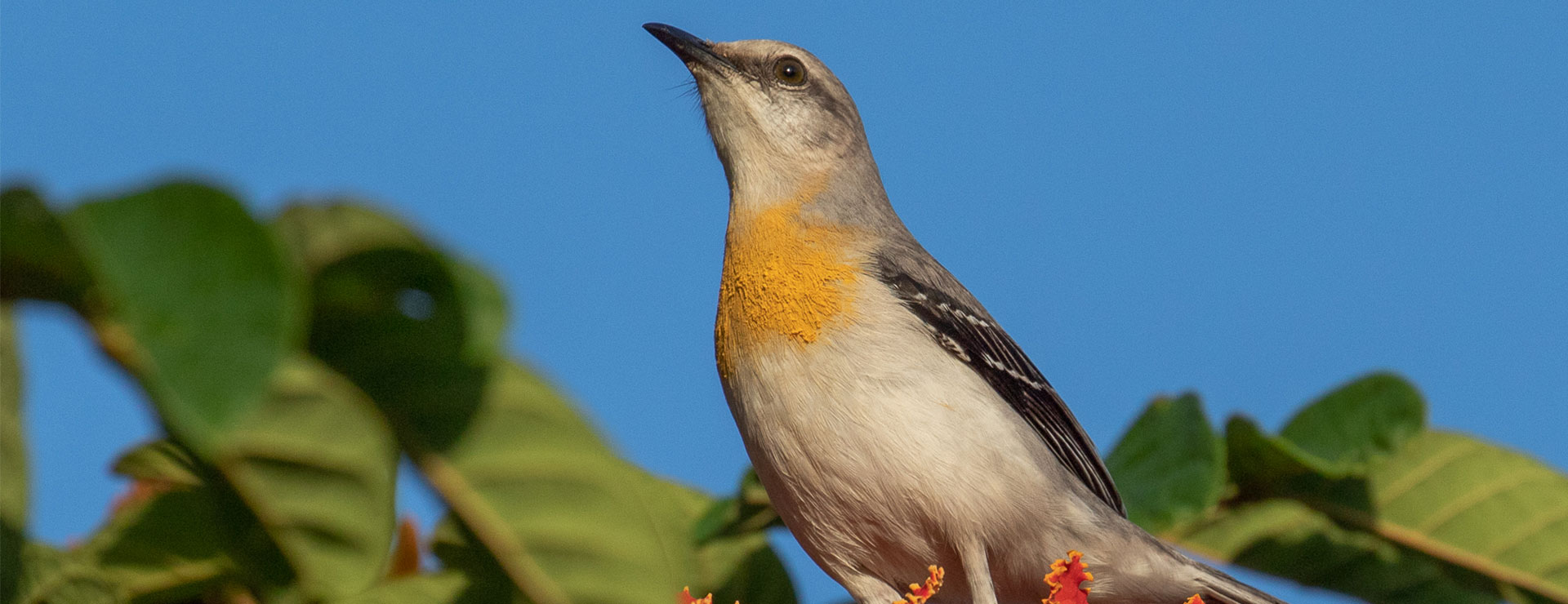 Cozumel birding tour