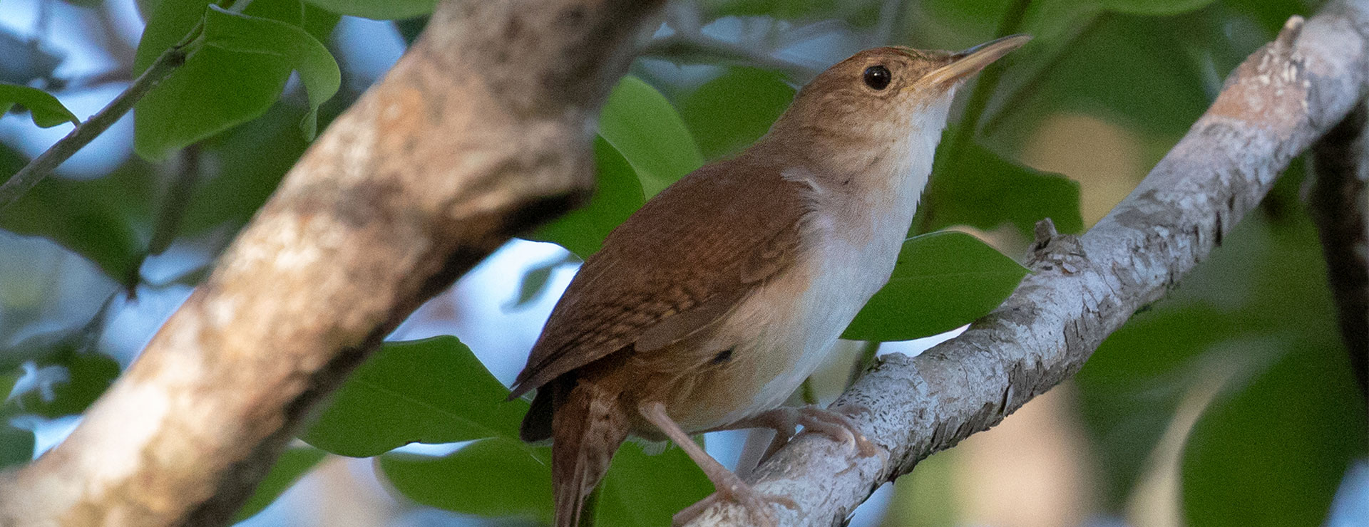 Bird watching Cozumel