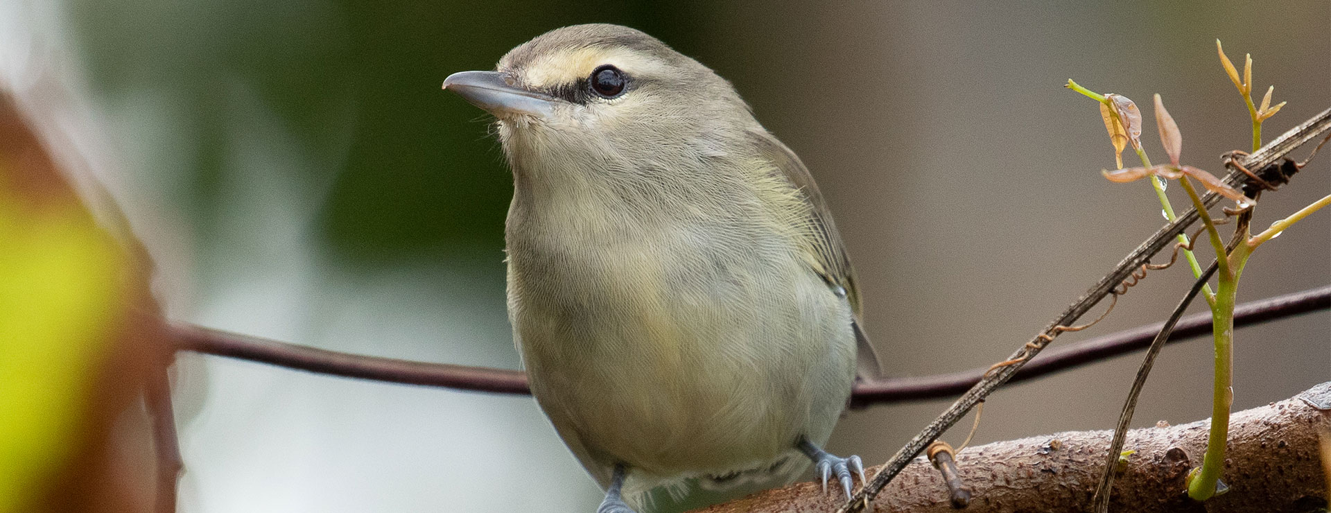 Tropical birds Mexico